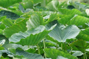 gündüz açık havada büyüyen vahşi bitkilerin yakın 