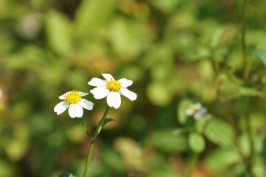 Dilenci-keneler gündüz açık büyüyen