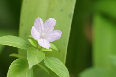 Açık büyüyen renk çiçeği yakın 