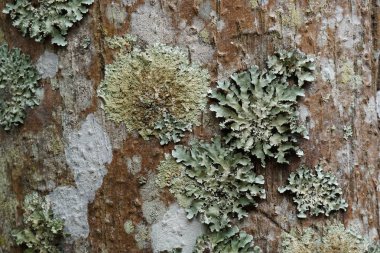 koyu yeşil yosun ile ağaç dalı üzerinde liken