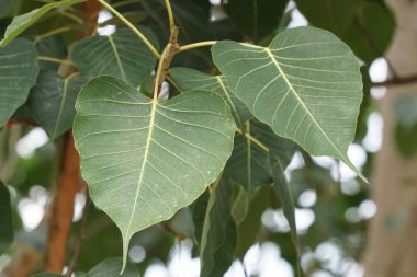 gündüz açık havada büyüyen vahşi bitkilerin yakın 