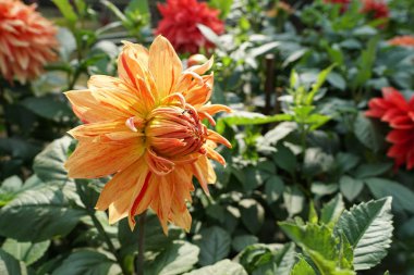 Açık büyüyen renk çiçekler yakın 