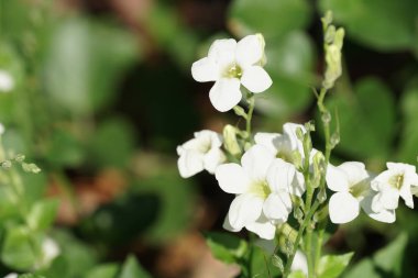 Açık büyüyen renk çiçekler yakın 