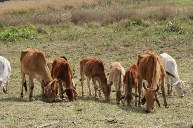 çayır otlatma inek sürüsü 
