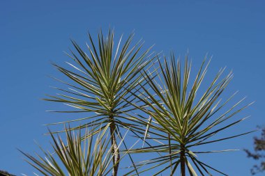 Güzel doğal arkaplanın yakın plan çekimleri.