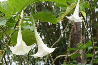 Açık büyüyen renk çiçekler yakın 