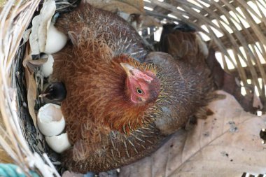 sevimli civciv sadece doğdu, tavuk veya yuvada kuluçka yumurta bakıcısı