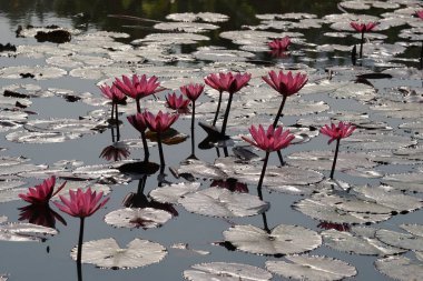 su yüzeyinde su zambak çiçekler yakın 