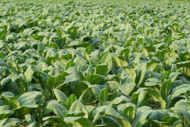 Gündüz, tarım alanının görünümü