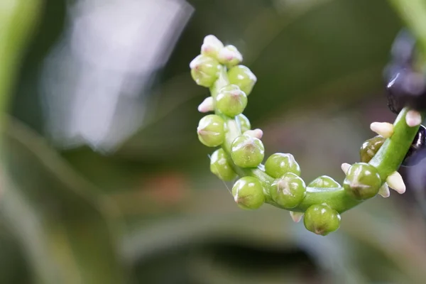 Primer Plano Las Plantas Silvestres Que Crecen Aire Libre Durante — Foto de Stock