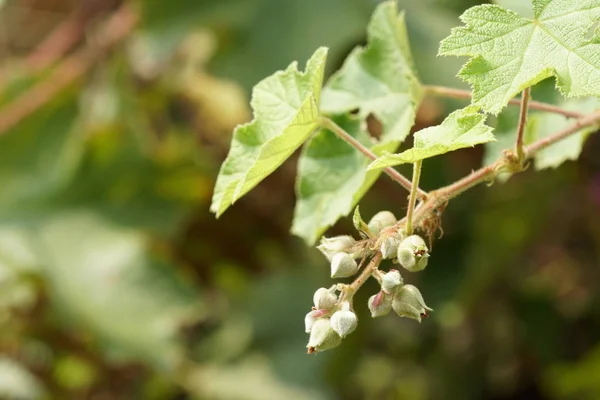 Primer Plano Las Plantas Silvestres Que Crecen Aire Libre Durante — Foto de Stock