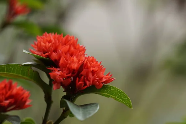 Close Van Kleur Bloemen Groeiende Outdoor — Stockfoto