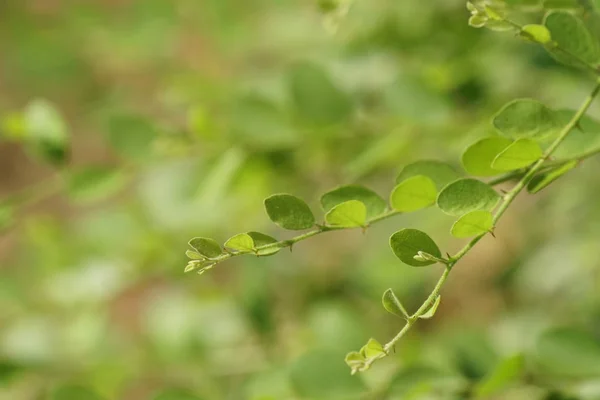 Primer Plano Las Plantas Silvestres Que Crecen Aire Libre Durante — Foto de Stock