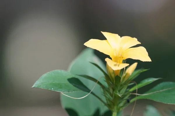 Primo Piano Fiori Colore Che Crescono All Aperto — Foto Stock