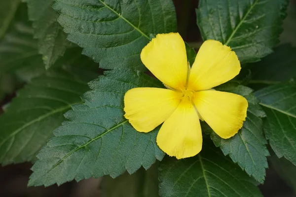 屋外で育つ色の花のクローズアップ — ストック写真