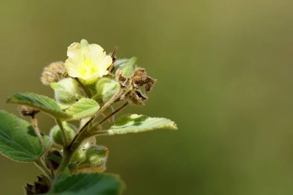 Primer Plano Flor Color Creciendo Aire Libre — Foto de Stock