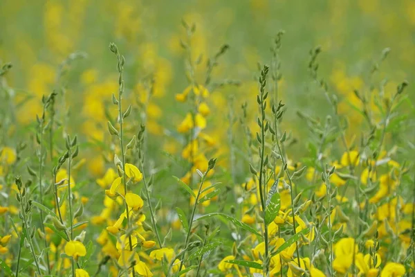 屋外で成長している色の花のクローズアップ — ストック写真