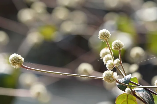 Primer Plano Las Plantas Silvestres Que Crecen Aire Libre Durante — Foto de Stock