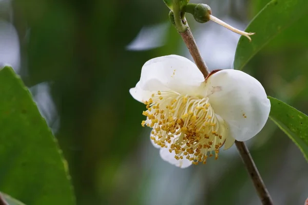 Primer Plano Las Plantas Silvestres Que Crecen Aire Libre Durante —  Fotos de Stock