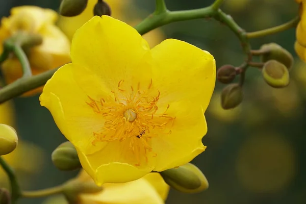 Primer Plano Flores Color Creciendo Aire Libre — Foto de Stock