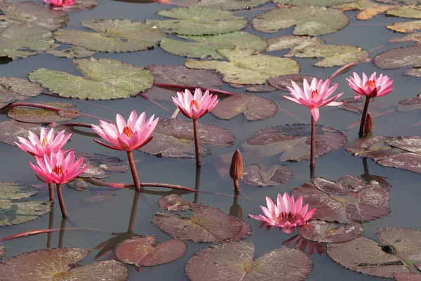 close up of water lily flowers at water surface