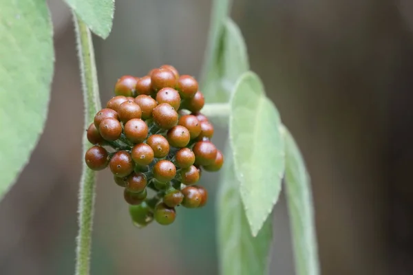 Närbild Skott Färska Exotiska Frukter Mognad Gren — Stockfoto