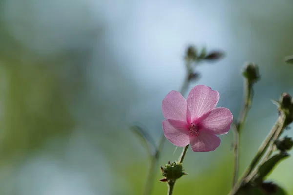 Закрыть Цветной Цветок Растущий Открытым Небом — стоковое фото