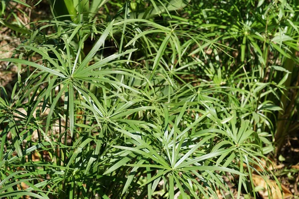 Cyperus Alternifolius Papiro Guarda Chuva — Fotografia de Stock