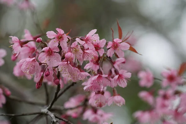 Gros Plan Fleurs Couleur Poussant Plein Air — Photo