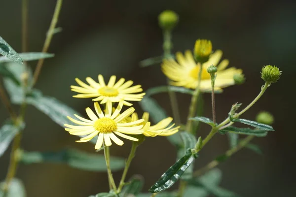 Inula Britannica Veya Ngiliz Sarı Kafa Gündüz Açık Büyüyen — Stok fotoğraf