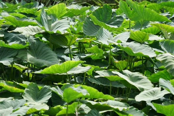 Close Van Wilde Planten Die Overdag Buiten Groeien — Stockfoto