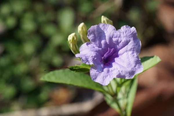 屋外で育つ色の花のクローズアップ — ストック写真