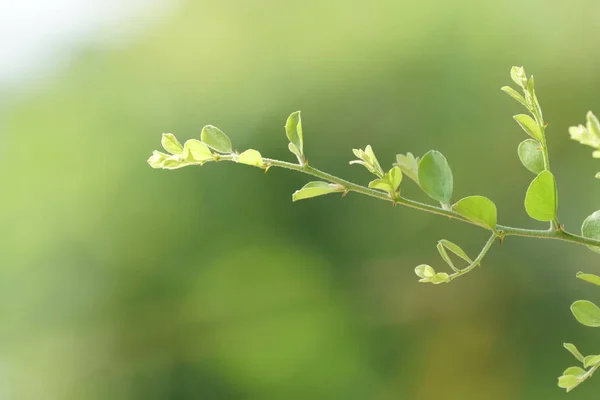 Primer Plano Las Plantas Silvestres Que Crecen Aire Libre Durante — Foto de Stock