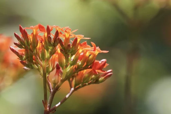 Katy Flamboyant Kalanchoe Blossfeldiana Poussant Plein Air Pendant Journée — Photo