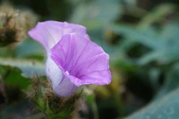 Nahaufnahme Von Farbigen Blumen Die Freien Wachsen — Stockfoto