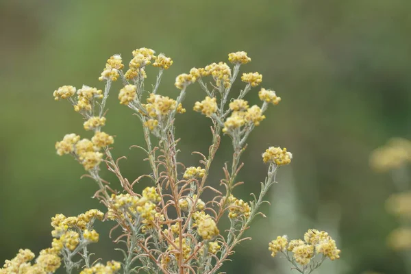 Close Van Kleur Bloemen Groeiende Outdoor — Stockfoto