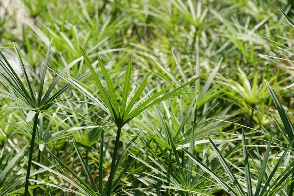 Cyperus Alternifolius Oder Schirmpapyrus — Stockfoto