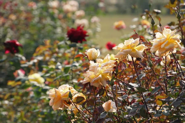 Gros Plan Fleurs Couleur Poussant Plein Air — Photo