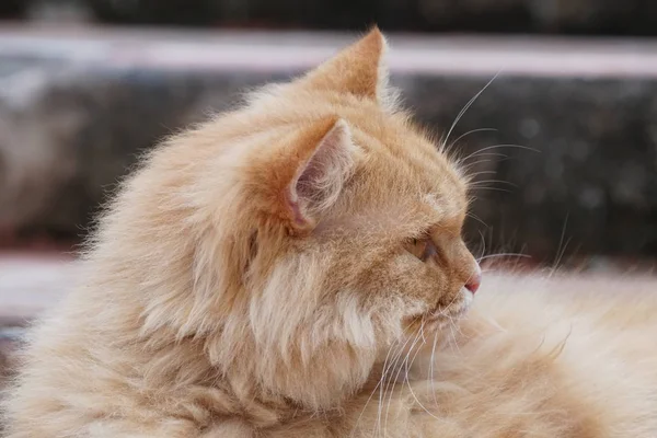 Close Shot Cute Persian Cat — Stock Photo, Image