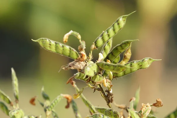 Pigeon Pea Cajanus Cajan Growing Outdoor Daytime — Stock Photo, Image