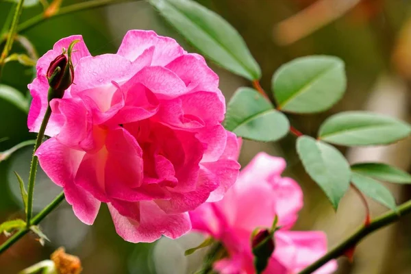 Minyatür Gül Ler Veya Rosa Hybrida Gündüz Açık Havada Büyüyor — Stok fotoğraf