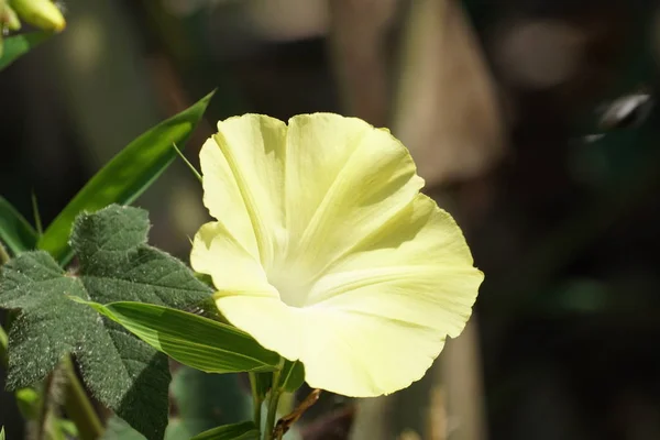 Merremia Vitifolia Cresce All Aperto Durante Giorno — Foto Stock