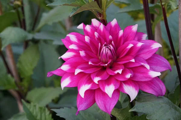 Nahaufnahme Von Farbigen Blumen Die Freien Wachsen — Stockfoto