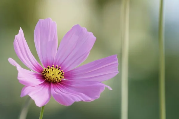 Close Color Flower Growing Outdoor — Stock Photo, Image