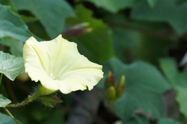 Merremia Vitifolia Растет Открытом Воздухе Дневное Время — стоковое фото