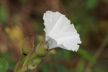 Açık büyüyen renk çiçeği yakın 