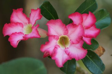 Açık büyüyen renk çiçekler yakın 