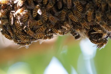 kovan üzerinde oturan arılar küme yakın