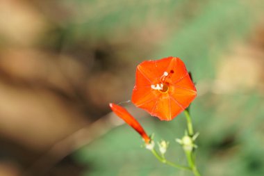 Açık büyüyen renk çiçekler yakın 