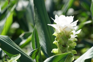 Açık büyüyen renk çiçekler yakın 